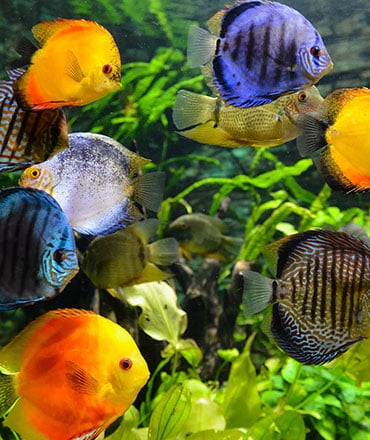 Close up of colorful tropical fish in a tank