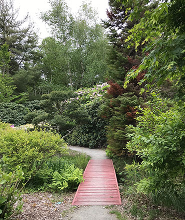 A small wooden foot bridge on a dirt pathway surround by lush trees and shrubs in Martha's Vineyard.